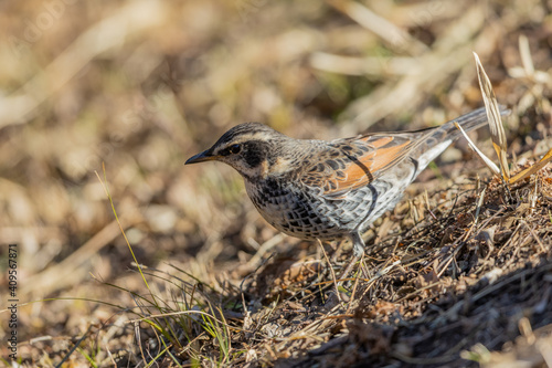 Wallpaper Mural ツグミ Torontodigital.ca