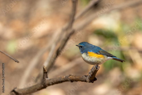 Wallpaper Mural ルリビタキ Torontodigital.ca