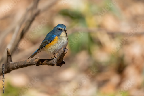 Wallpaper Mural ルリビタキ Torontodigital.ca