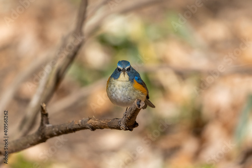 Wallpaper Mural ルリビタキ Torontodigital.ca