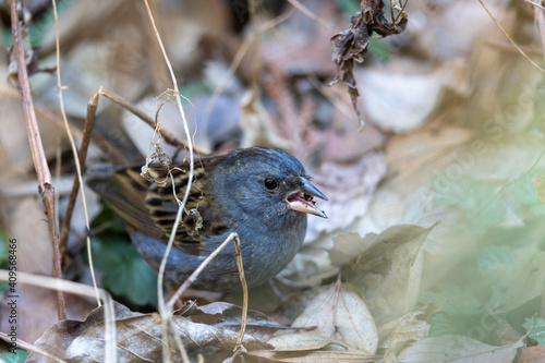 Wallpaper Mural クロジ Torontodigital.ca