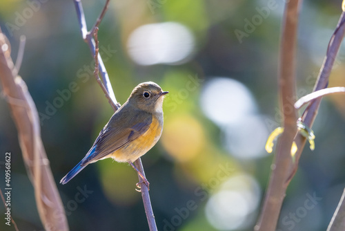 Wallpaper Mural ルリビタキ Torontodigital.ca