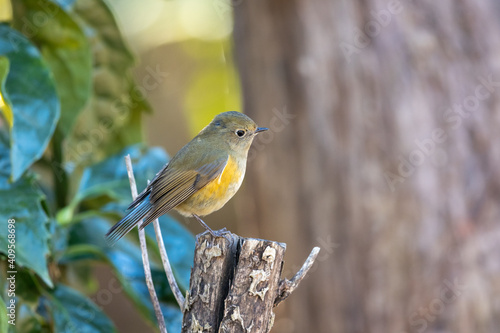 Wallpaper Mural ルリビタキ Torontodigital.ca