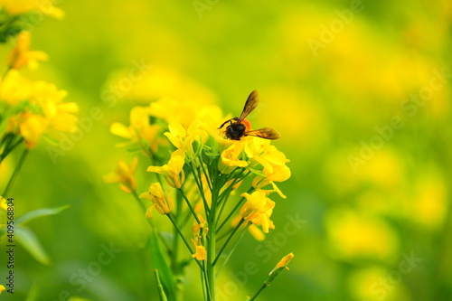 bee on yellow flower