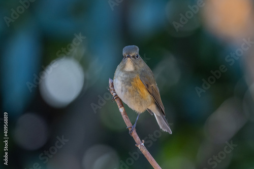 Wallpaper Mural ルリビタキ Torontodigital.ca