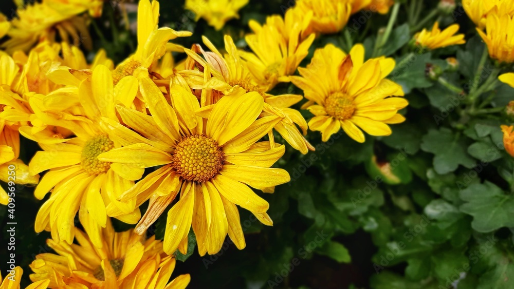 beautiful sun yellow flowers in the garden with green leaves beautiful sun yellow flowers in the garden with green leaves