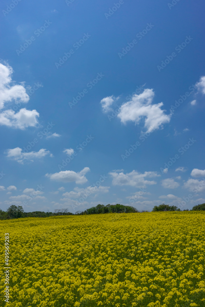 春の青空と菜の花畑 春の青空と菜の花畑