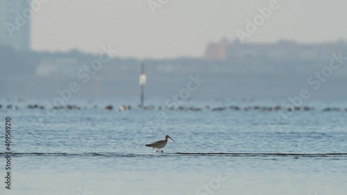 エサを探すダイシャクシギ(Eurasian Curlew) photo