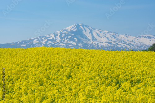 春の鳥海山と菜の花畑