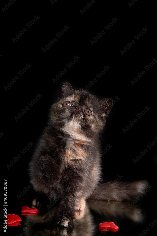An exotic shorthair kitten plays with hearts on a dark background. Valentine's Day. March 8 is Women's Day.