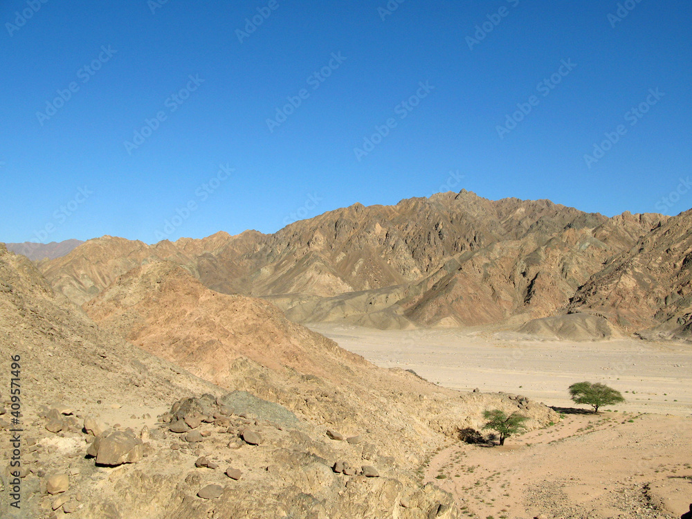 A wadi with Acacia trees in Sinai