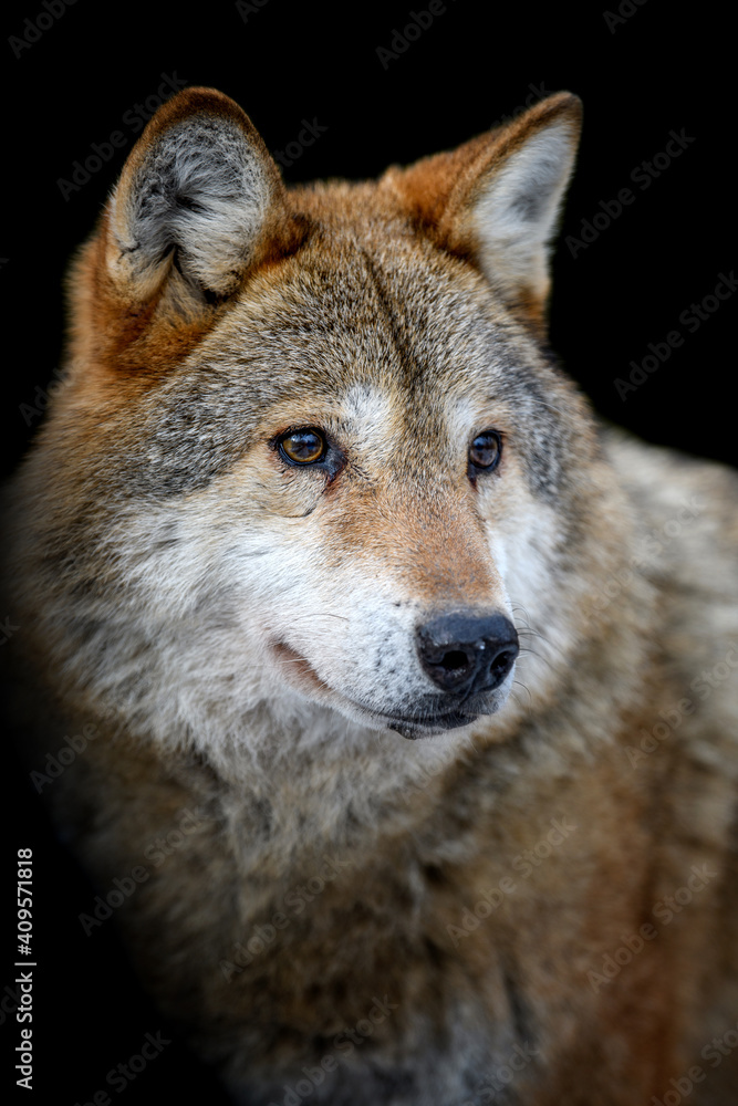 Close up view Wolf portrait. Wild animal on a black background