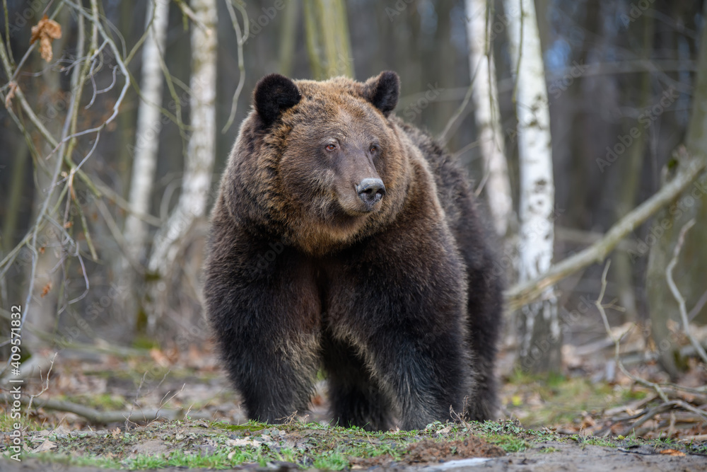Fototapeta premium Close wild big brown bear portrait in forest. Danger animal in nature habitat