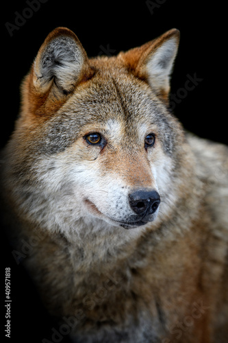 Close up view Wolf portrait. Wild animal on a black background © byrdyak