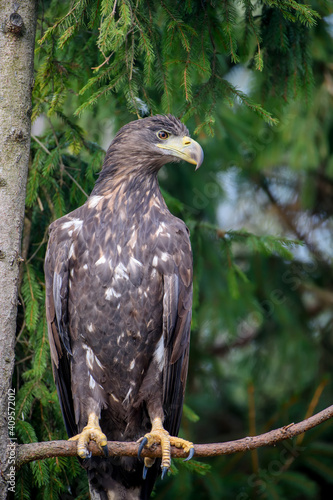 White-tailed eagle sitting on pine branch