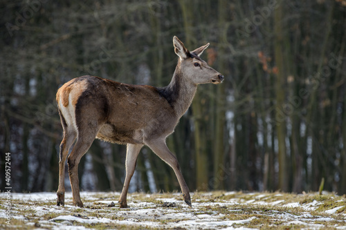 Majestic deer stag in forest. Animal in nature habitat