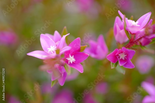 ピンク色の小さな冬の花 © sinren Hasumi