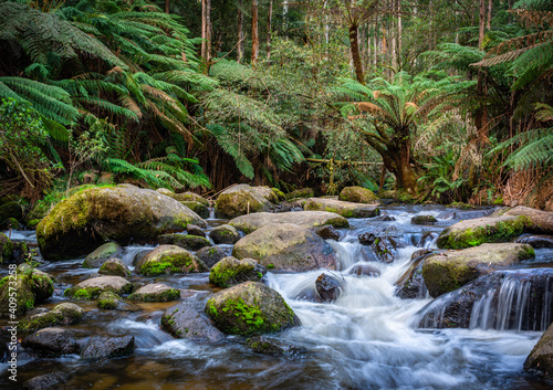 Toorongo river flowing through fern covered forest