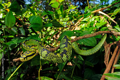 Sri Lanka-Bambusotter // Sri Lankan pit viper (Trimeresurus trigonocephalus) - Sri Lanka