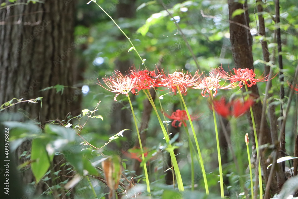 Obraz premium 咲く彼岸花を山道から見る