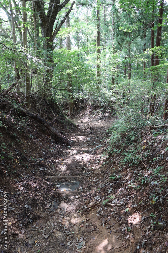Fototapeta premium 森の中の登山道 