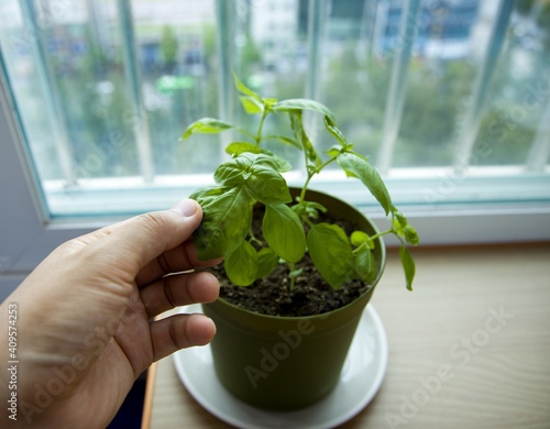 Home-grown basil is harvested by hand