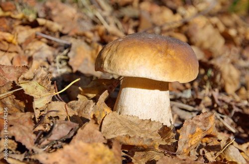 White mushroom or boletus (lat. Boletus edulis) grows in the autumn forest