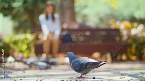 Pigeon bird Eats and shits in the park. Against the background of a Girl sitting on a Bench.