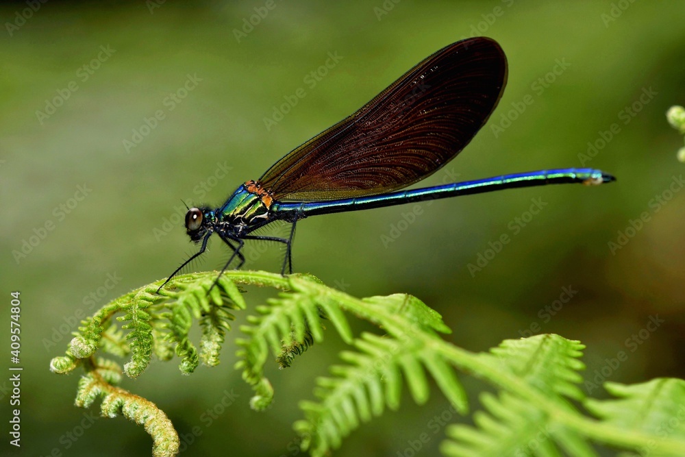 Calopteryx virgo male dragonfly on a little mountain creek at Galicia, Spain Calopteryx virgo male dragonfly on a little mountain creek at Galicia, Spain