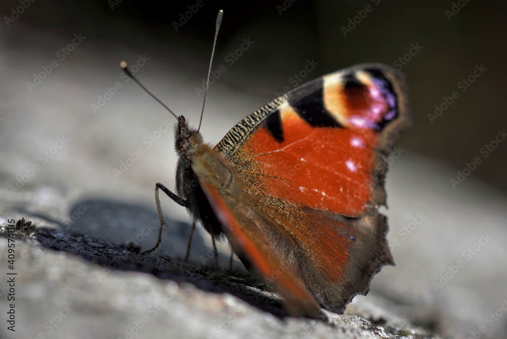 Obraz premium Inachis io butterfly on a rock at Galicia, Spain 05-25-2020