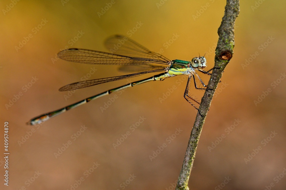 lestes viridis dragonfly on a little mountain creek at Guadalajara, Spain 07-28-2018 lestes viridis dragonfly on a little mountain creek at Guadalajara, Spain 07-28-2018