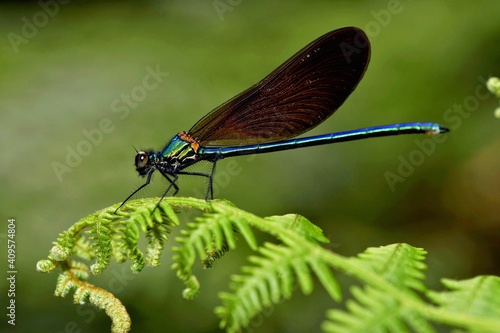 Calopteryx virgo male dragonfly on a little mountain creek at Galicia, Spain