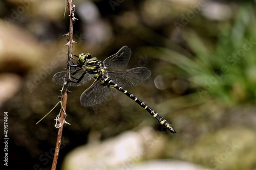 Cordulegaster boltonii male dragonfly on a little mountain creek at Galicia, Spain 07-04-2019