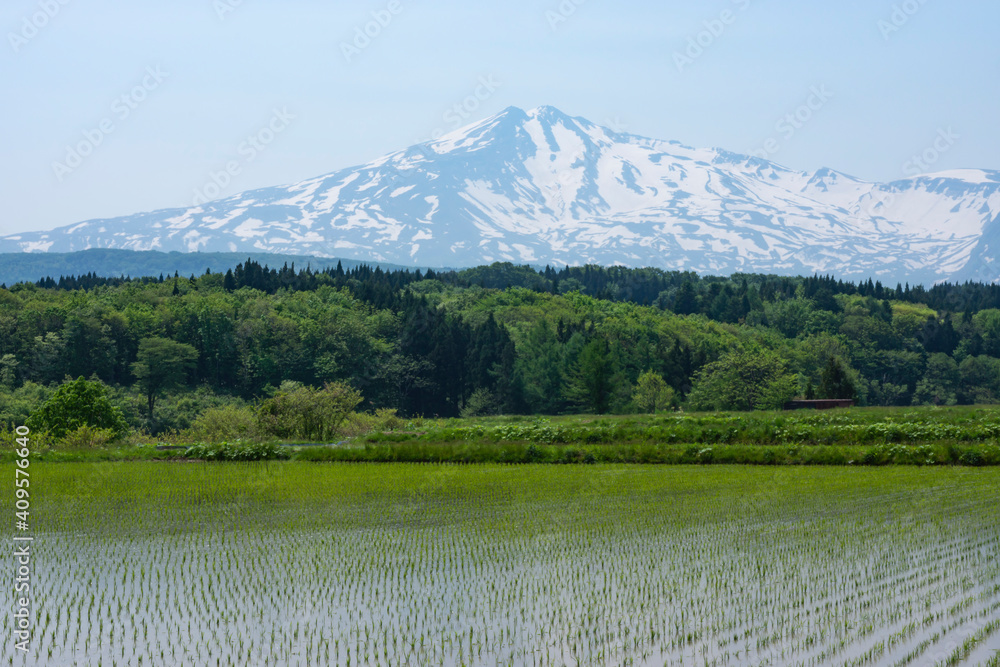 Naklejka premium 残雪の鳥海山をバックに田植えの終わった水田