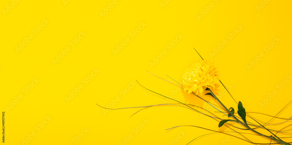 Yellow banner with chrysanthemum and bergras and free copy space, empty text place. Holiday certificate. Business card backdrop. Layout design for a flower shop advertising or online florist course