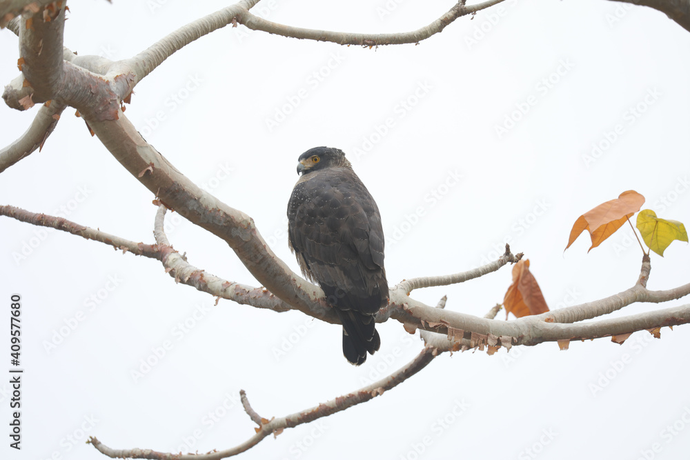 Obraz premium the serpent eagle on white background