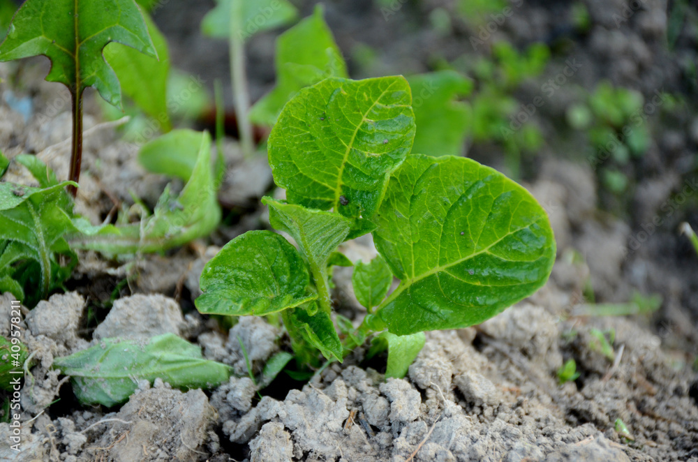 the small ripe green potato plant growing in the garden. the small ripe green potato plant growing in the garden.