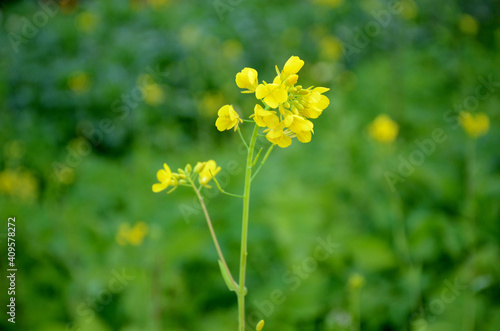 the yellow ripe green mustered plant with flower in the farm.