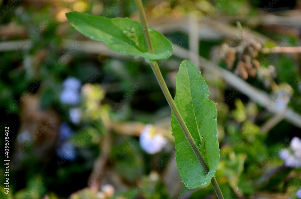 the green ripe mustered leaf with plant in the farm. the green ripe mustered leaf with plant in the farm.