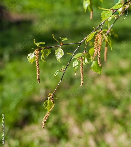 "Earrings" and young birch leaves close-up in summer © Александр Коликов