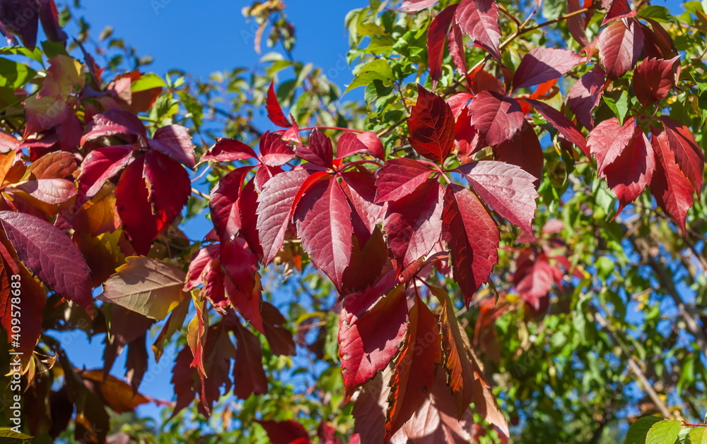 Background of leaves of maiden (Ural) grapes in autumn Background of leaves of maiden (Ural) grapes in autumn