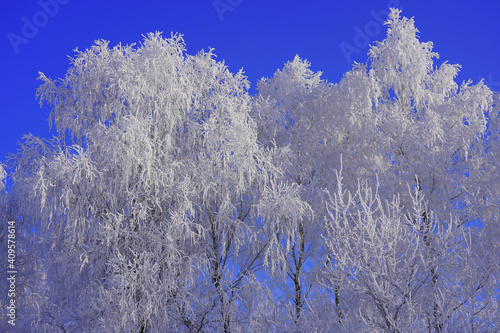 Fototapeta Naklejka Na Ścianę i Meble -  Zima