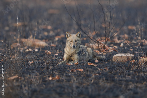 black backed jackal in the grass