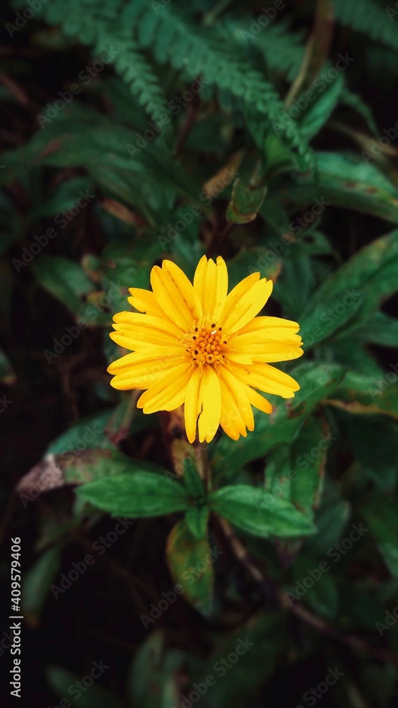 A beautiful flower of Wedelia A beautiful flower of Wedelia