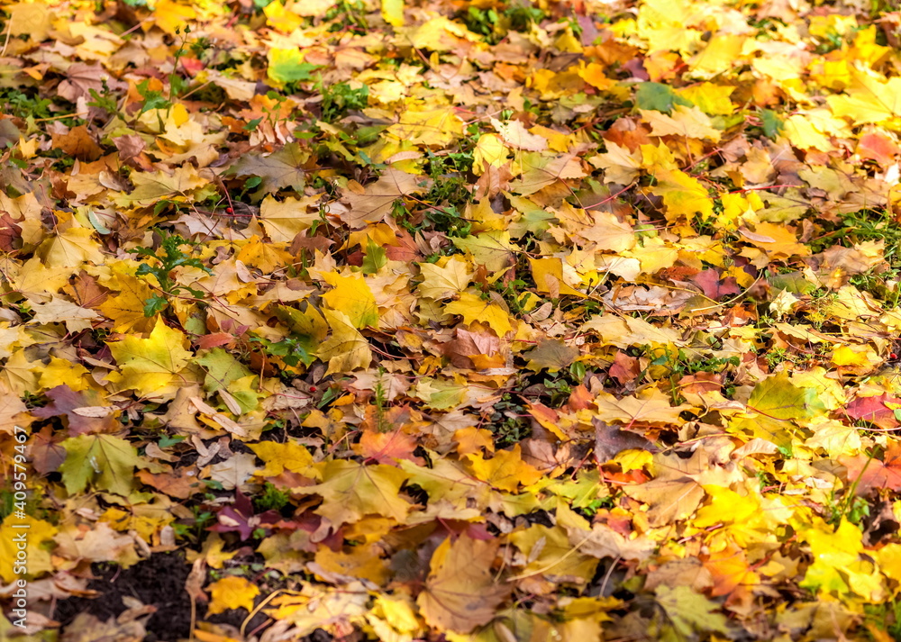 Colorful canadian maple leaves on the garden ground in autumn