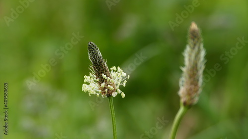 Ribwort - Plantago lanceolata - also called spearwort © Harry