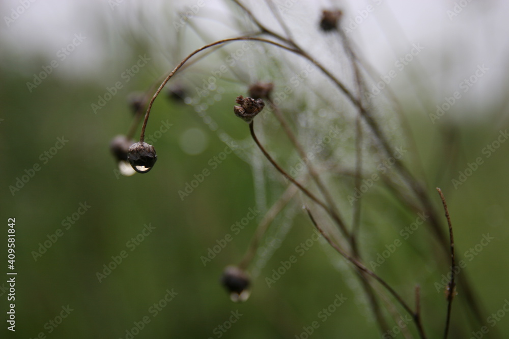 Drop of dew on the grass on black and white paper. Morning. Field. Drop of dew on the grass on black and white paper. Morning. Field.