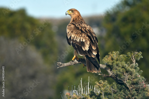 Joven aguila imperial en la nieve