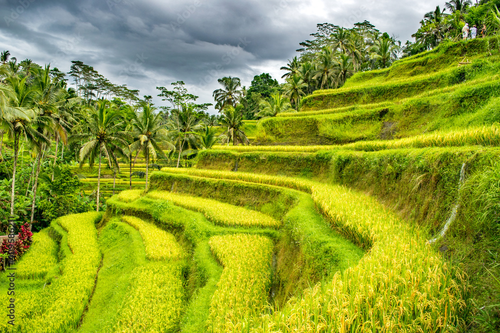 Colorful Rice Terraces outside Ubud, Indonesia [Island of Bali] 