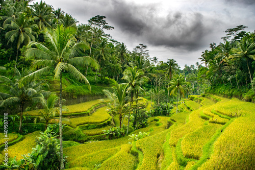 Colorful Rice Terraces outside Ubud, Indonesia [Island of Bali] 
